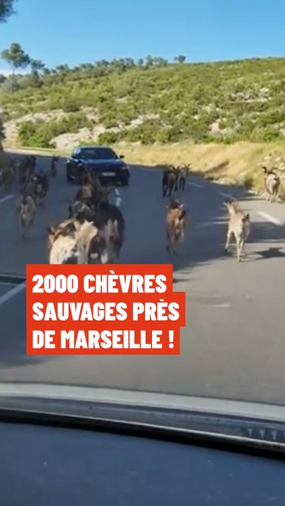 2 000 chèvres sauvages près de Marseille !