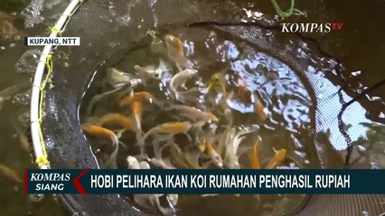 Warga Kupang Sukses Raup Puluhan Juta dari Bisnis Ikan Koi dan Kolam Portable