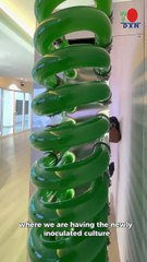 DXN Spirulina Laboratory | MicroalgaeGallery