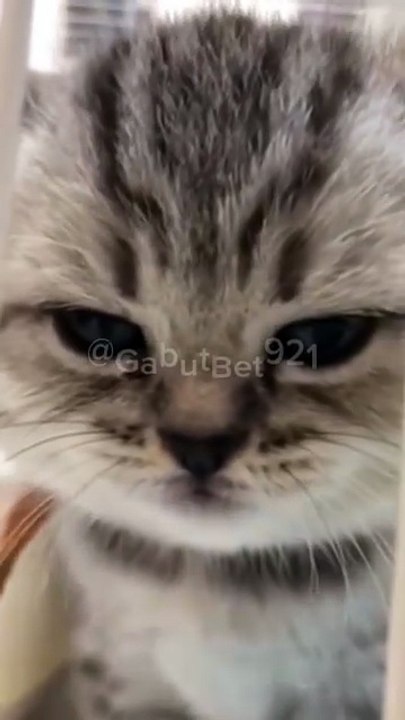 Funny cat