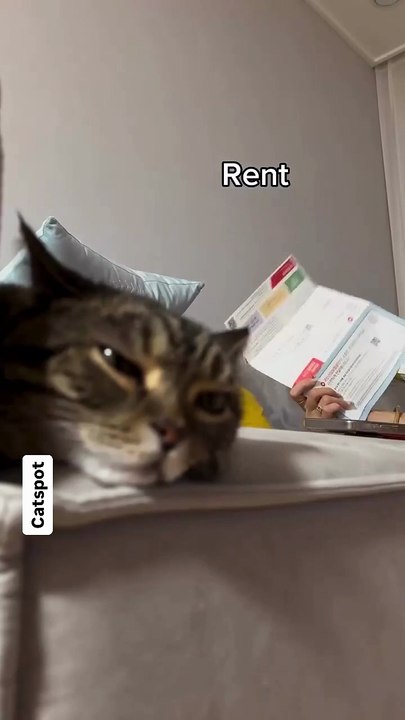 Cat Spot