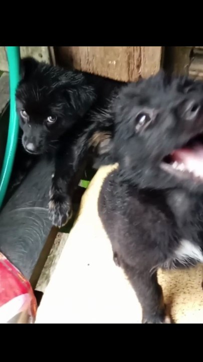 Black puppy. (2025)