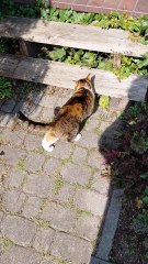 Caught On The Spot :) SOmeone is stealing my food! 😱🐾 #shorts #funnycats #funnyfilm #funnyanimals #cutecats #funnymoments #viralcats #funnyvideo #funnycatvideo #foryou