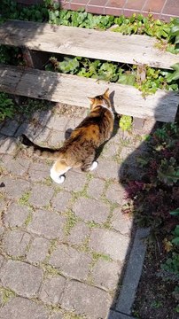 Caught On The Spot :) SOmeone is stealing my food! 😱🐾 #shorts #funnycats #funnyfilm #funnyanimals #cutecats #funnymoments #viralcats #funnyvideo #funnycatvideo #foryou