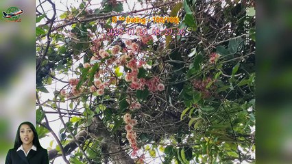 Review Chiayi Taiping Suspension Bridge Ticket