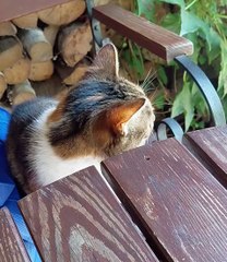 Waiter, My Dinner Please!’ 🐾😂#shorts #catshorts #catfilm #funny #funnycats #Cutecats #cuteanimals #funnymoments #Viralcats