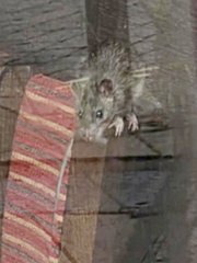 Giant rat breaks into Pepe's Piri Piri restaurant by climbing through letterbox