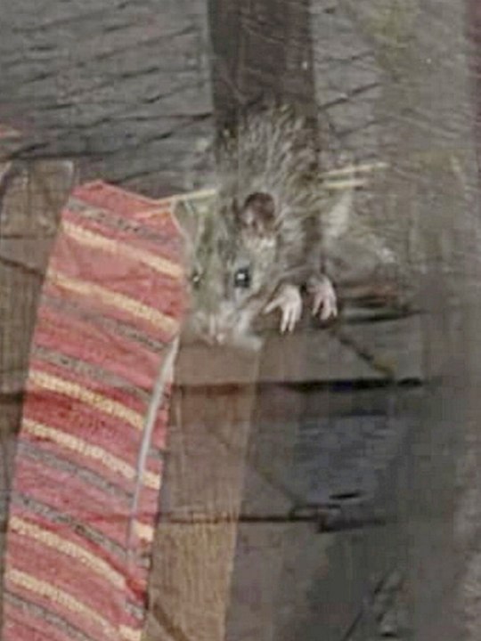 Giant rat breaks into Pepe's Piri Piri restaurant by climbing through letterbox