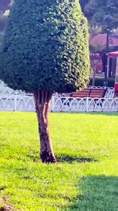 My cat is a master of hide-and-seek!🤣🐱❤️👍