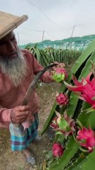 Garden Fresh Dragon Fruits Harvesting Process