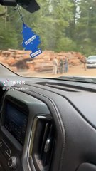 detidos combate aos fogos eua, imigração