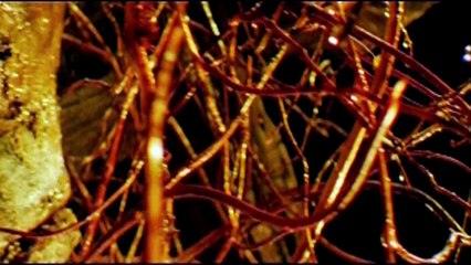 Ríos de color púrpura 2: Los ángeles del apocalipsis | Tráiler