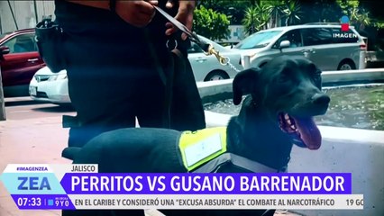 Conoce a Havana y Hummer los perritos que detectan el gusano barrenador