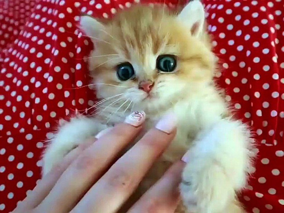 Mom Cat Gathering Her Playful Kittens for Feeding | Cute Baby Cats Video