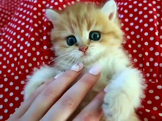 Mom Cat Gathering Her Playful Kittens for Feeding | Cute Baby Cats Video