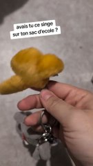 as tu eu ce singe Kipling ?