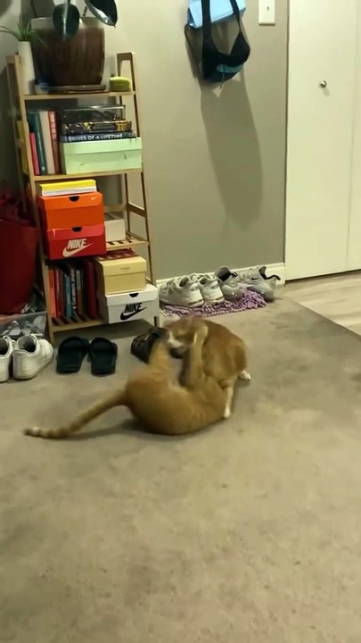 wwe cat video 🔥💯। Funny mement