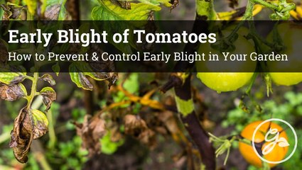 How To Spot And Control Early Blight On Tomato Plants