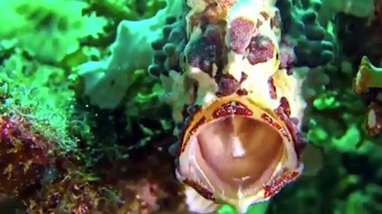 Atlantic OCEAN ANIMAL ADVENTURES 60FPS 8K ULTRA HD  ocean heroes Stranded Pufferfish Rescued Just in Time Solo Ice Fishing – Off-Grid Camping & Wild Trout Catch & Cook Giant waves and ships at the North Sea #northsea #ship #waves