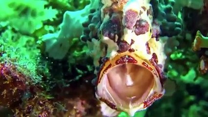 Atlantic OCEAN ANIMAL ADVENTURES 60FPS 8K ULTRA HD  ocean heroes Stranded Pufferfish Rescued Just in Time Solo Ice Fishing – Off-Grid Camping & Wild Trout Catch & Cook Giant waves and ships at the North Sea #northsea #ship #waves