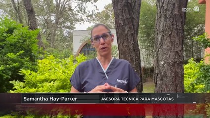 Los gatos mandan en 16.2 millones de hogares en México... pero pocos van al veterinario