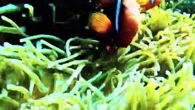 Giant Mysterious Sea Creatures You Won't Believe Exist Giant waves and ships at the North Sea #northsea #ship #waves Most Awesome Underwater and Ocean Scenes of Godzilla by Dazzling Divine