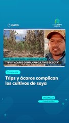 Trips y ácaros complican los cultivos de soya