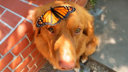 Golden Retriever Spends Hours A Day With His Butterflies