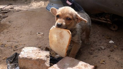 Tiny Puppy Was Smaller Than The Piece Of Bread He Found