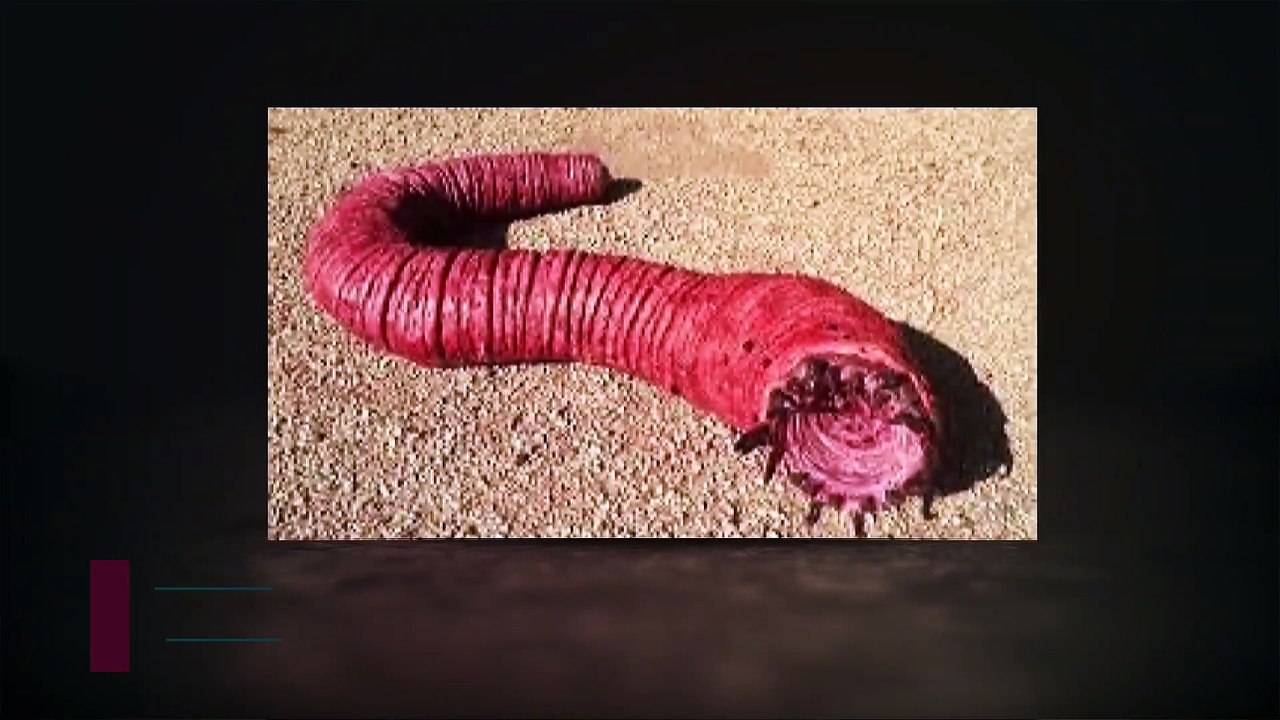 The Mongolian Death Worm The Gobi Desert’s Most Terrifying Mystery