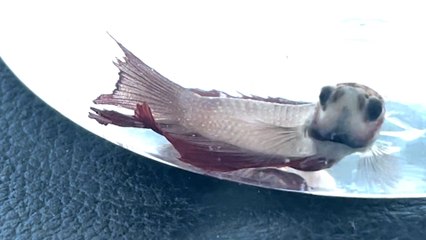 Neglected Petstore Fish Completely Transforms Color