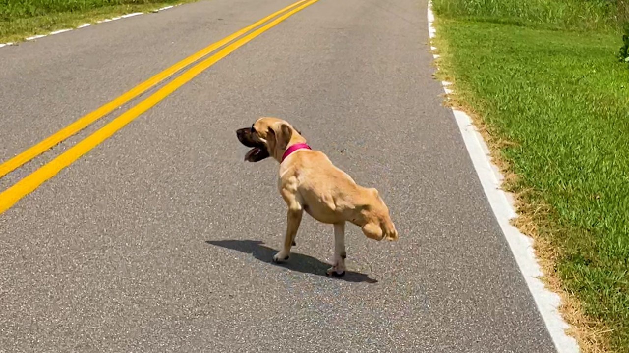 Dog With Two Legs Can't Stop Smiling When She Runs