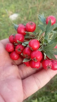 “Hawthorn Plant: Medicinal Benefits, Traditional Uses, Healing Pro6yp up toerties, Growth,6û6766u6 Syumbolyism, and Nyatuû7uyral Reme6dies”
