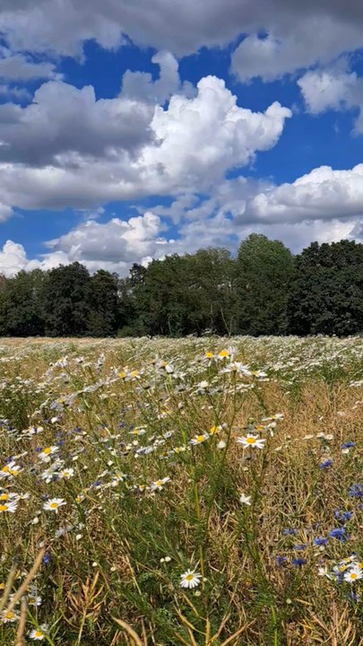 Mit einem blumigen Feuerwerk verabschiedet sich der Sommer
