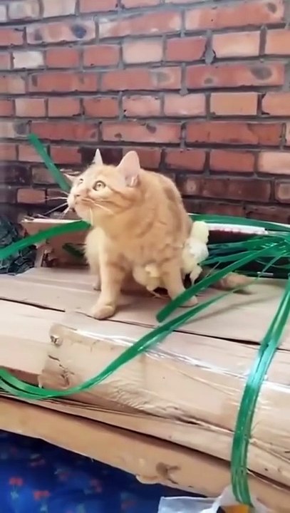 A cat who has become protective of little chicks.