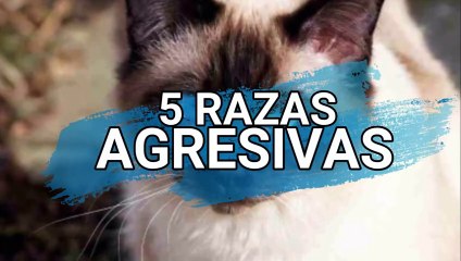 E14 - Las 5 Razas de Gatos Más Agresivas del Mundo