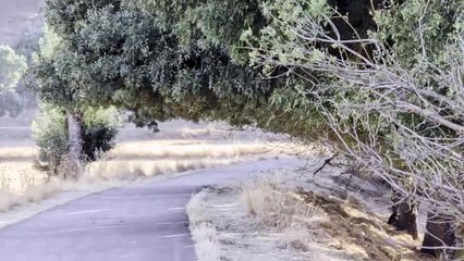 Vídeo Pixel 10: Cámara Telefoto con Estabilización para Fotos Perfectas 📸