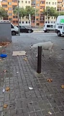 Cabras pasean en Badalona