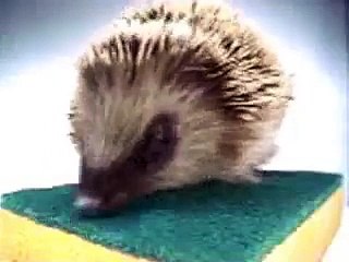 Publicité Spontex avec notre hérisson