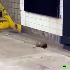 VIDEO: Roedores ‘ninja’ protagonizan épico duelo en el metro de Nueva York