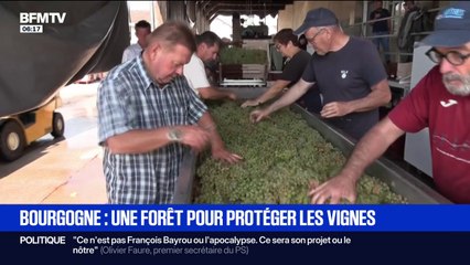 Cette année, les vendanges sont en avance dans les régions viticoles à cause de la météo