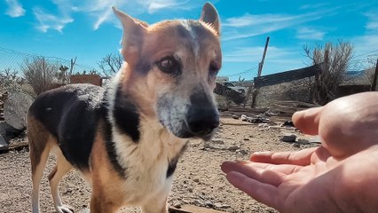 Man Spends A Year Earning a Stray Desert Dog’s Trust—But Then Saved An Entire Pack