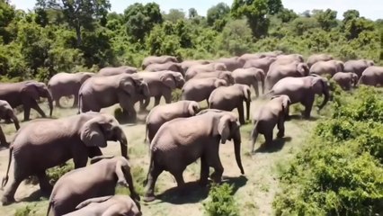 wild animals elephant and natural view ❤️
