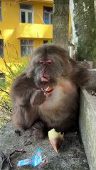 Her eyes told me that she was melancholy today. #monkey #monkey