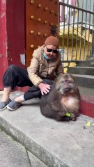 I can’t handle how cute Xingxing is! Just look at her! 🥰 #monkey