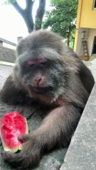 Hi,xingxing！ #monkey #monkey #xingxing #cute #lovely