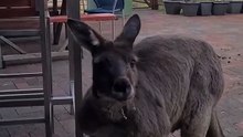 Kangaroo diaries only in Australia 🇦🇺