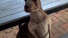 Kangaroo diaries only in Australia 🇦🇺