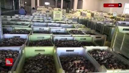 Aydın'da  Tariş, kuru incir alım fiyatlarını açıkladı