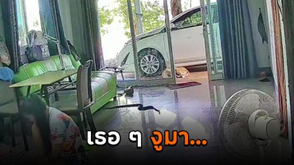ระทึก งูเลื้อยเข้าบ้านไม่รู้ตัว หันมาเจออีกทีใจแทบวาย